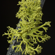 Letharia vulpina